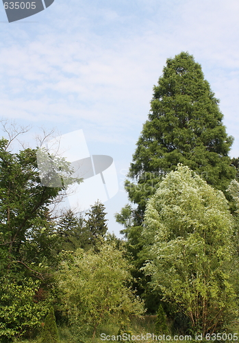 Image of trees