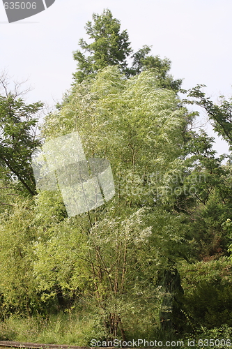 Image of trees