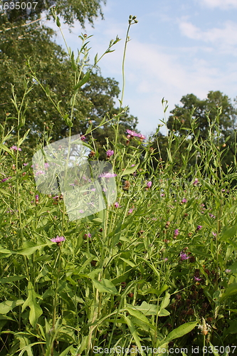 Image of perennial flowers