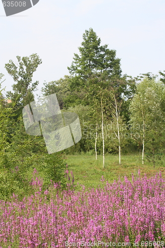 Image of woods edge