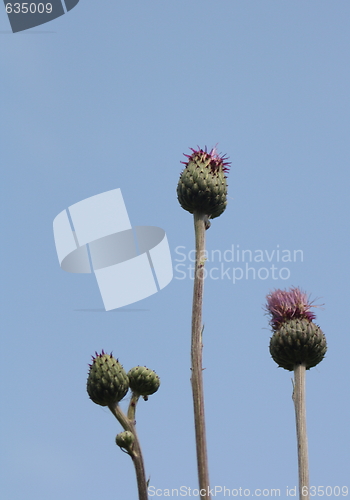 Image of musk thistle