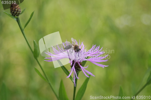 Image of working bee doing her daily job collecting pollen