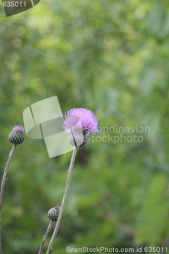 Image of musk thistle