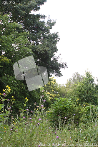 Image of woods edge