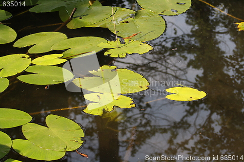 Image of water lily leaves