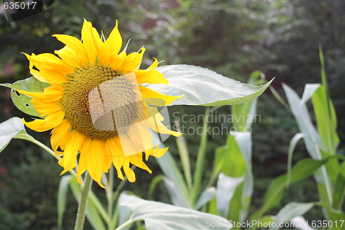 Image of sunflower