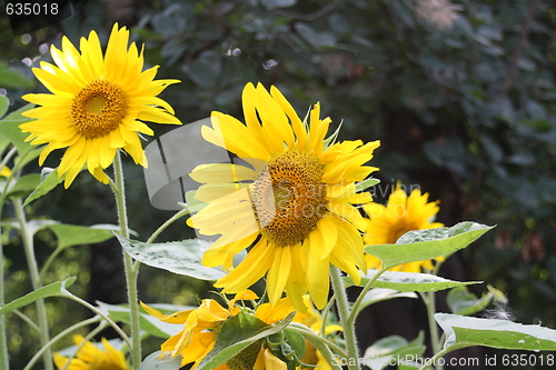 Image of sunflower