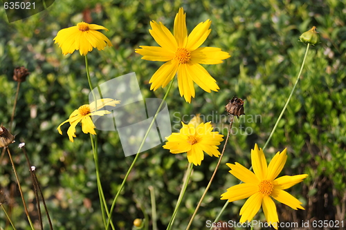 Image of floral background