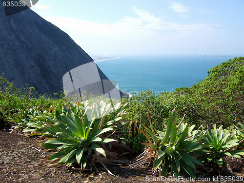Image of Bromeliads on top of the mountain