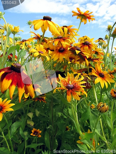 Image of summer flowers