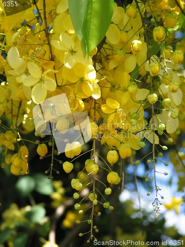 Image of Golden yellow flowers