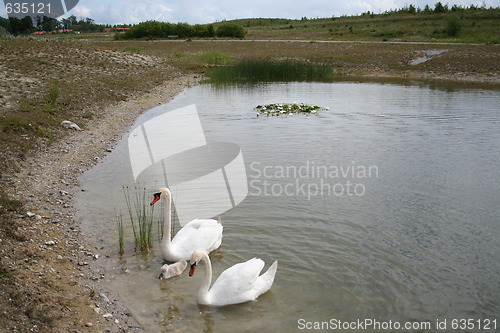 Image of Swan family in pond