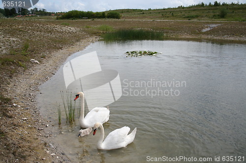 Image of Swan family in pond