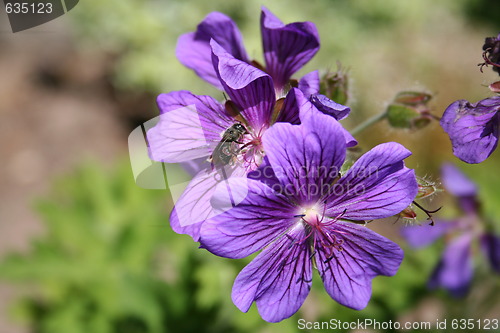 Image of Mallow with bee