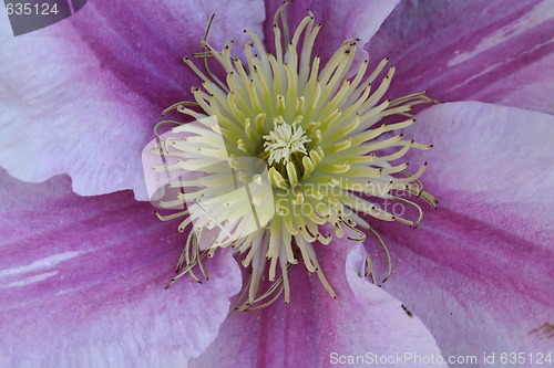 Image of Close up of Piilu clematis