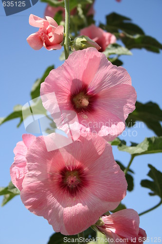 Image of Hollyhock - Althaea rosea