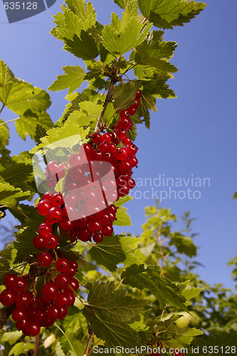 Image of Red currant