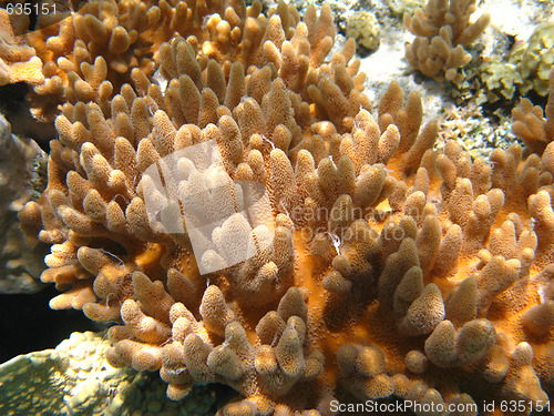 Image of Soft corals