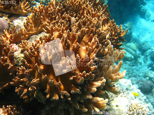 Image of Soft corals in Red sea