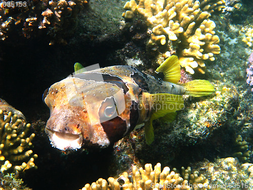 Image of Black-blotched porcupinefish