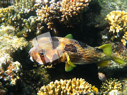 Image of Black-blotched porcupinefish and coral reef