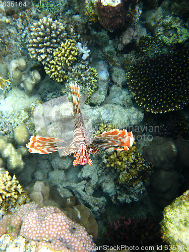 Image of Coral reef and red lionfish