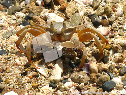 Image of Crab