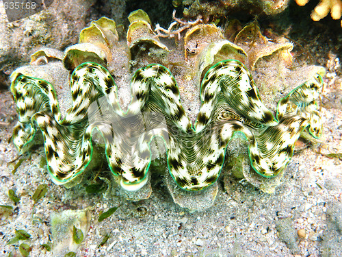 Image of Green maxima clam