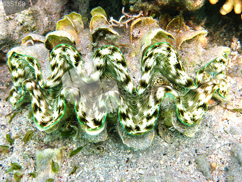 Image of Green maxima clam