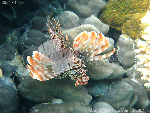 Image of Red lionfish