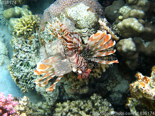 Image of Red lionfish and coral reef