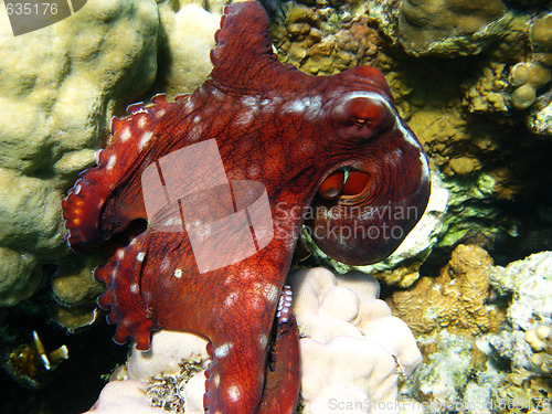 Image of Octopus and coral