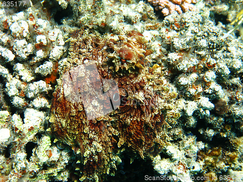 Image of Masked octopus