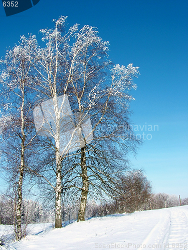 Image of Birches in winter