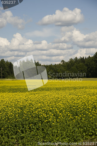 Image of Field