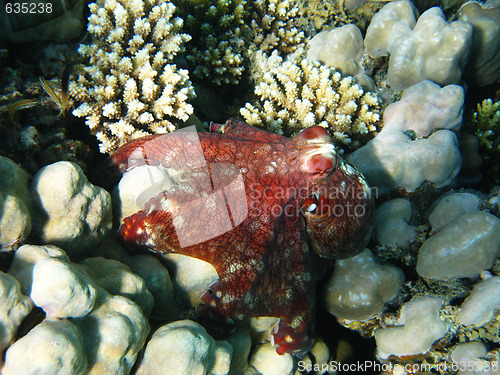 Image of Coral reef and octopus