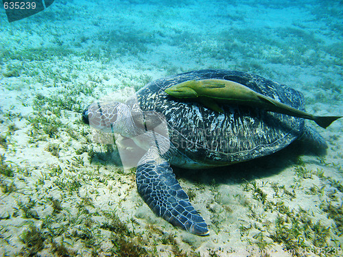 Image of Turtle and suckerfish