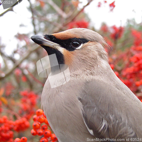 Image of Waxwing