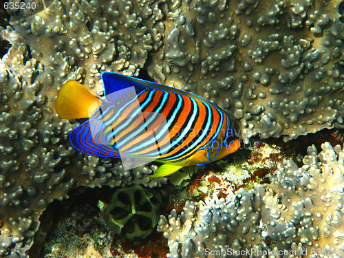 Image of Royal angelfish