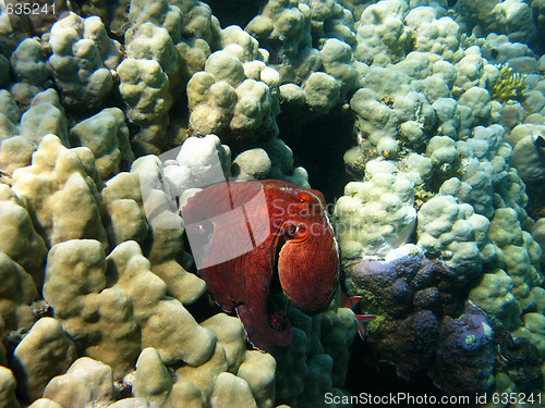 Image of Octopus and reef