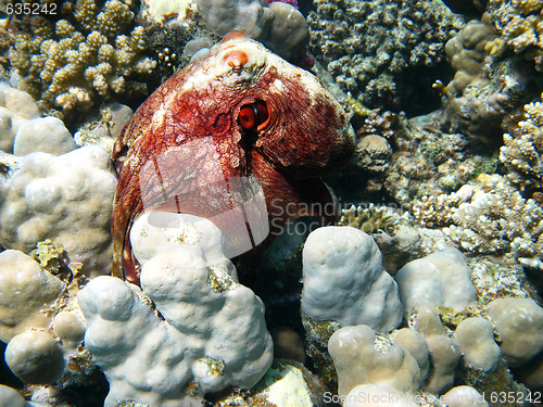 Image of Reef and octopus