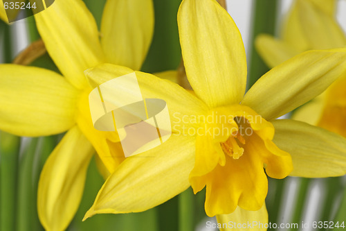 Image of Daffodils