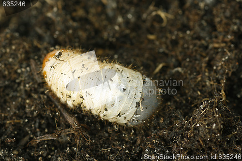 Image of Cockchafer