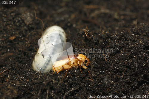 Image of Cockchafer