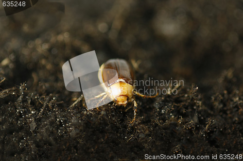 Image of Cockchafer