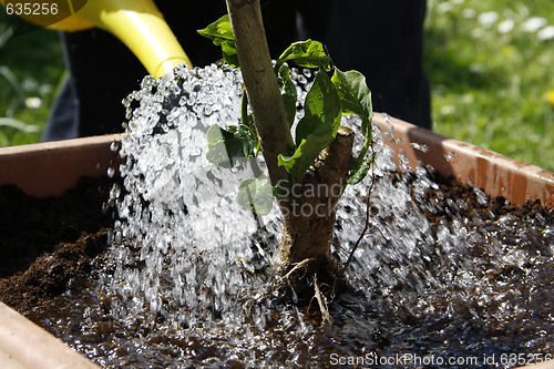 Image of Watering