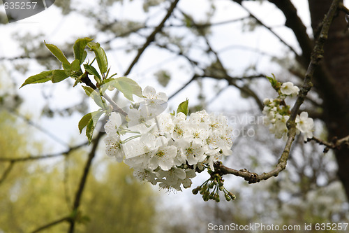 Image of Cherry Blossoms