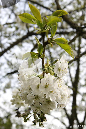 Image of Cherry Blossoms