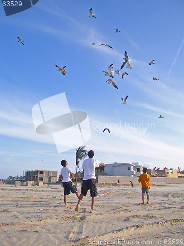 Image of Playing with birds