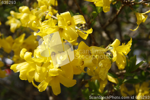 Image of Forsythia